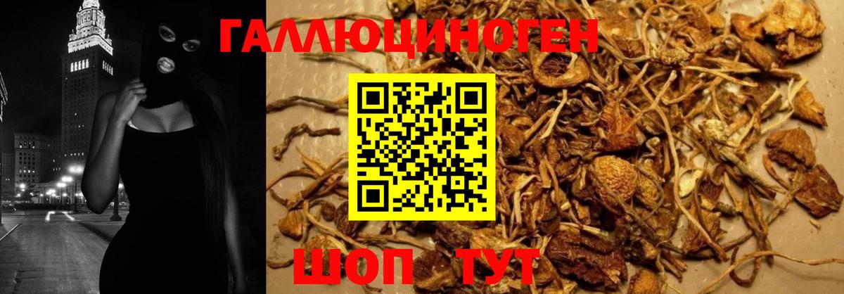 Богданович  Галлюциногенные грибы GOLDEN TEACHER  Псилоцибиновые грибы Psilocybine cubensis  Вход с VPN 